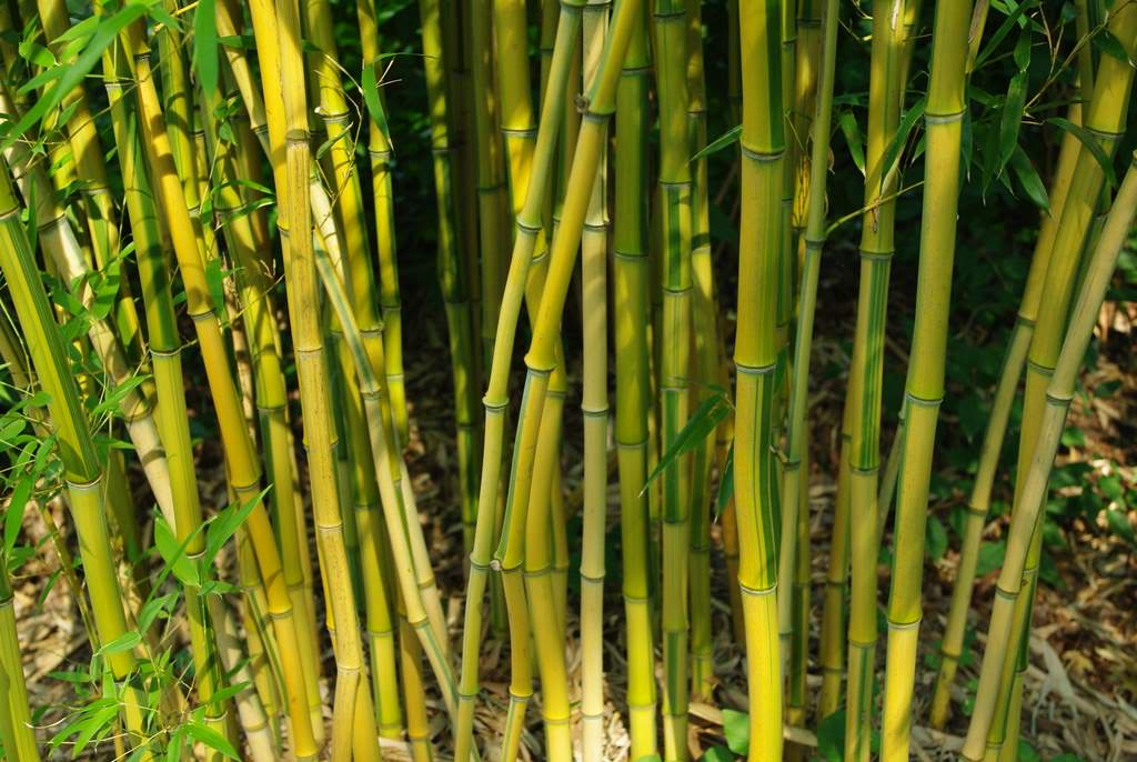 It's Not Work, It's Gardening!: Bamboo!