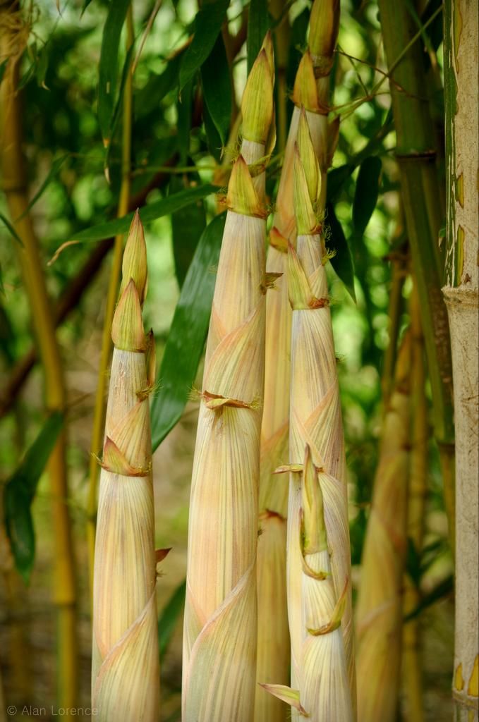 It's Not Work, It's Gardening!: More bamboo shoots