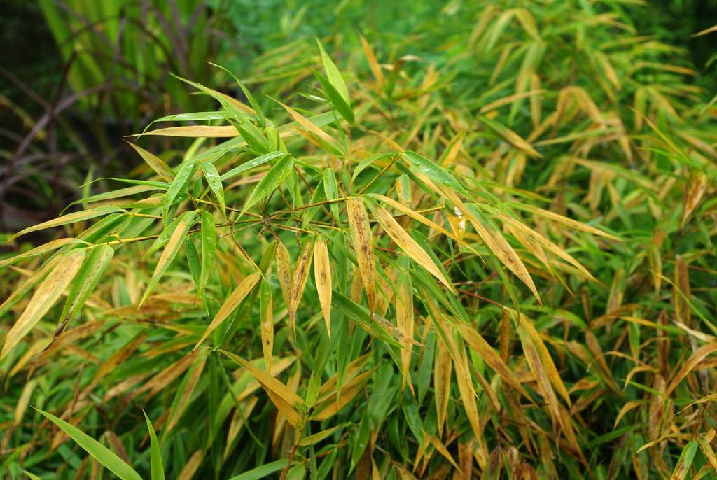 Is bamboo damaged by water?